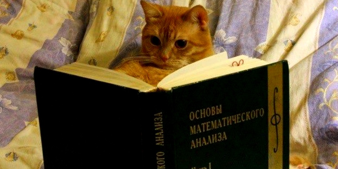 Мой учитель теперь – кот: чему учат домашние кошки, веселая фотоподборка