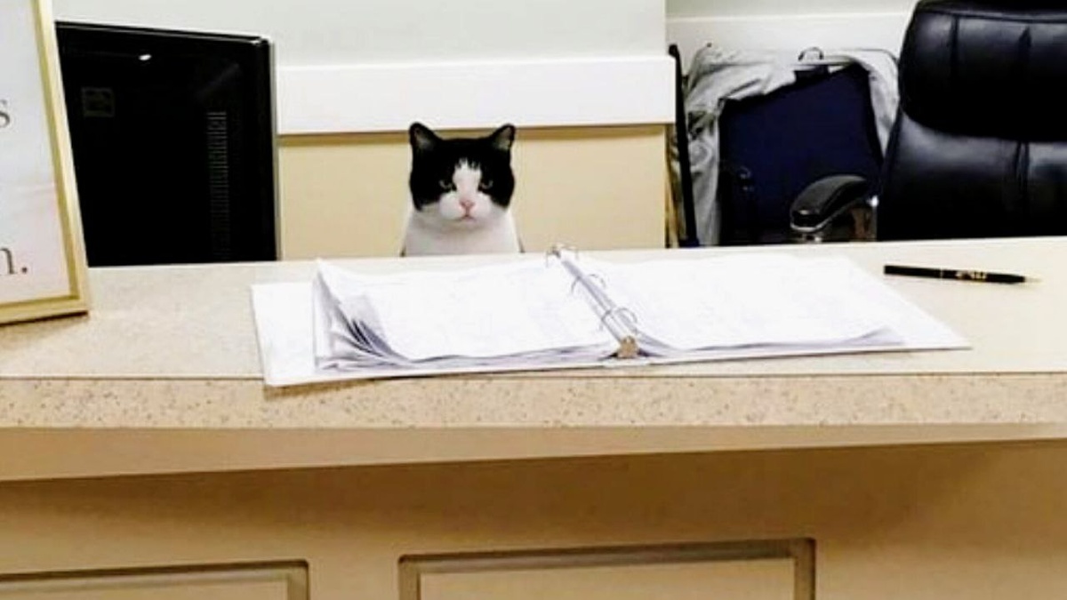 А ну-ка выйди и зайди нормально...