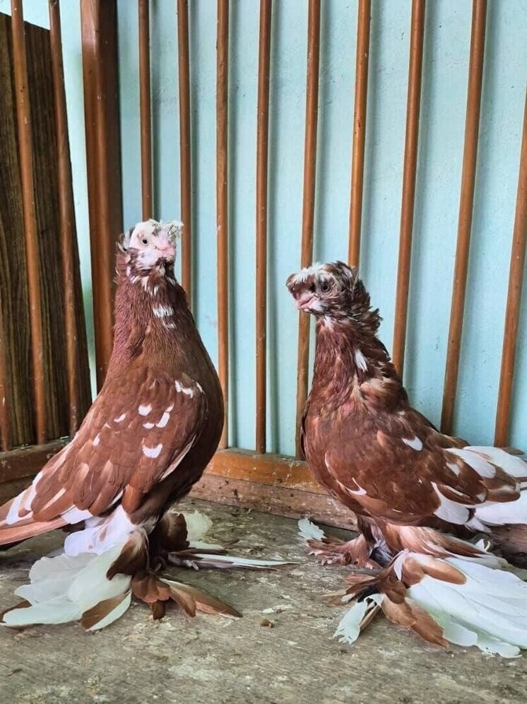     ФОТО ИЗ ТЕЛЕГРАМ-КАНАЛА АДМИНИСТРАЦИИ ГОРОДА ИРКУТСКА