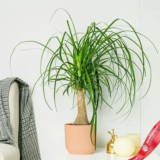   Нолина цветок в горшке. AzaliaNow Мария Казённова