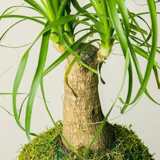   Нолина домашняя от AzaliaNow Мария Казённова