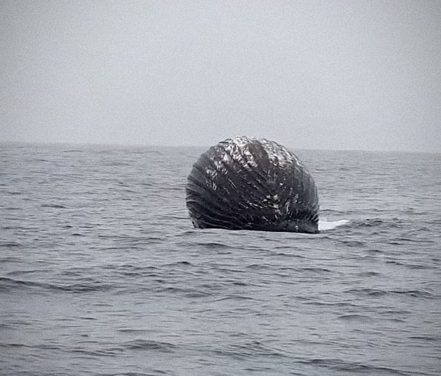 Темный купол в море: что испугало рыбаков у берегов Норвегии