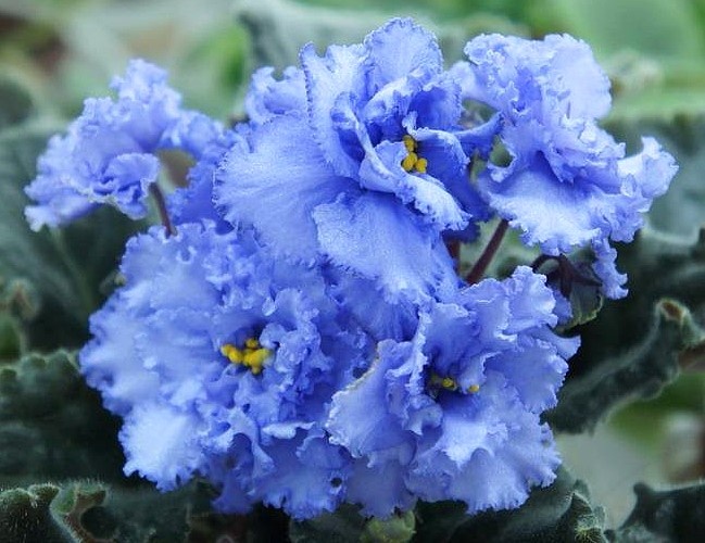 Из открытых источников