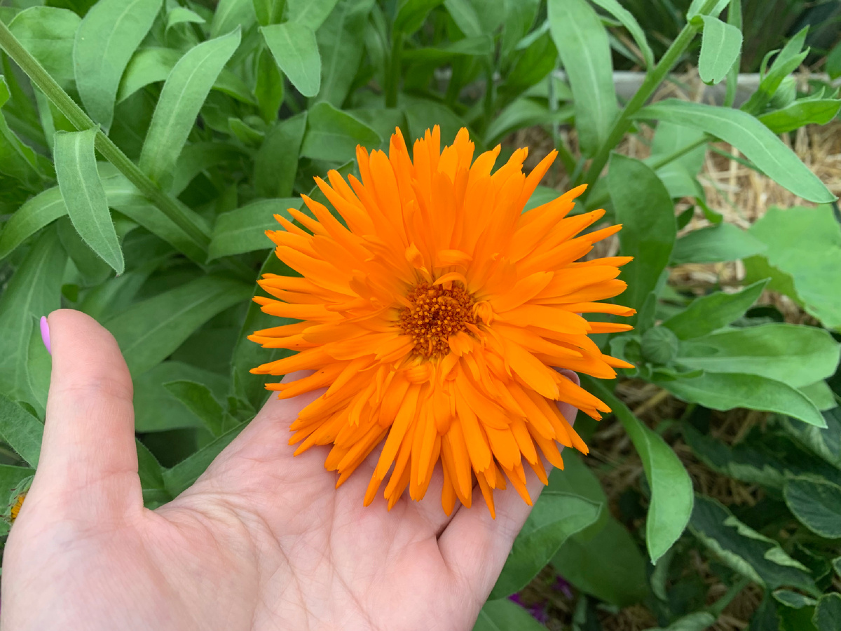 Календула легко всходит самосевом