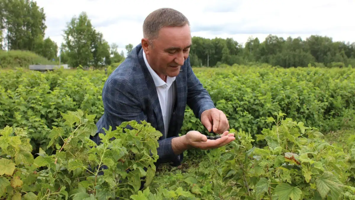 Фото: Департамент АПК Тюменской областиВ Тюменской области получили первый промышленный урожай ягод