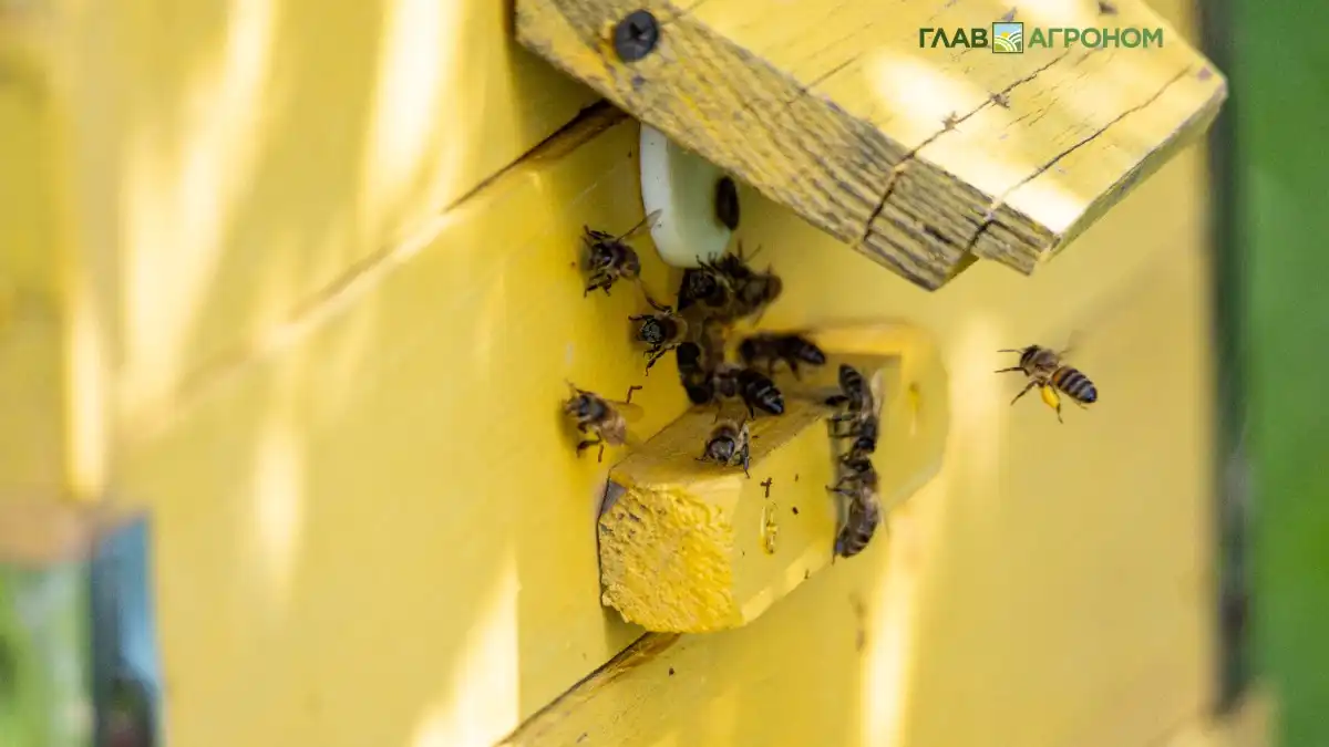 Фото:© Виталий Рыбалко / Glavagronom.ruАнализ выявил присутствие пестицидов в тельцах пчел, погибших в Омской области
