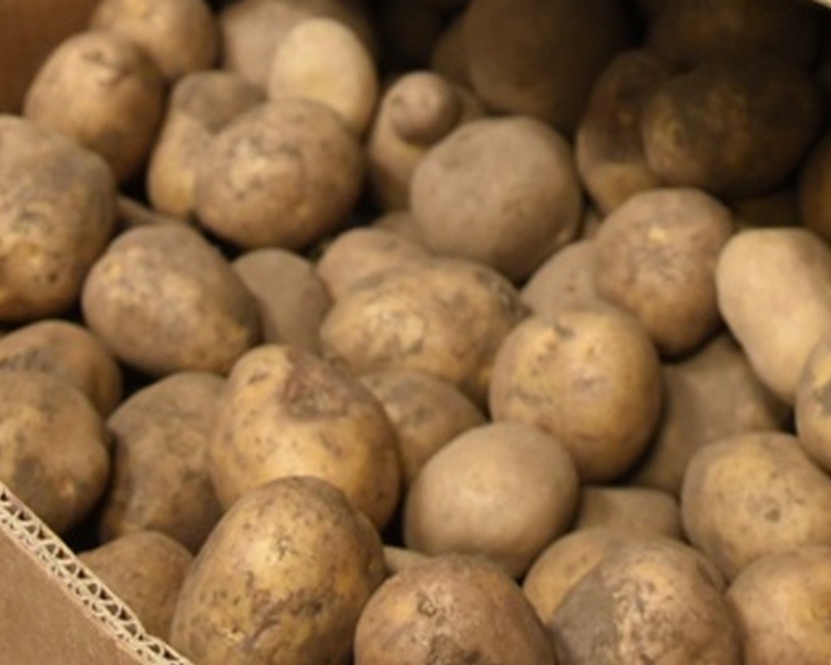     В Курской области обнаружили золотистую картофельную нематоду