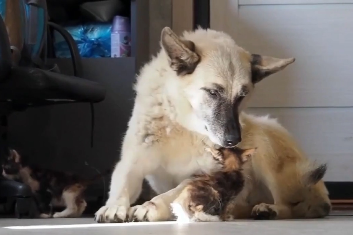    Фото: скриншот передачи «Наши четвероногие помощники», источник: Первый канал