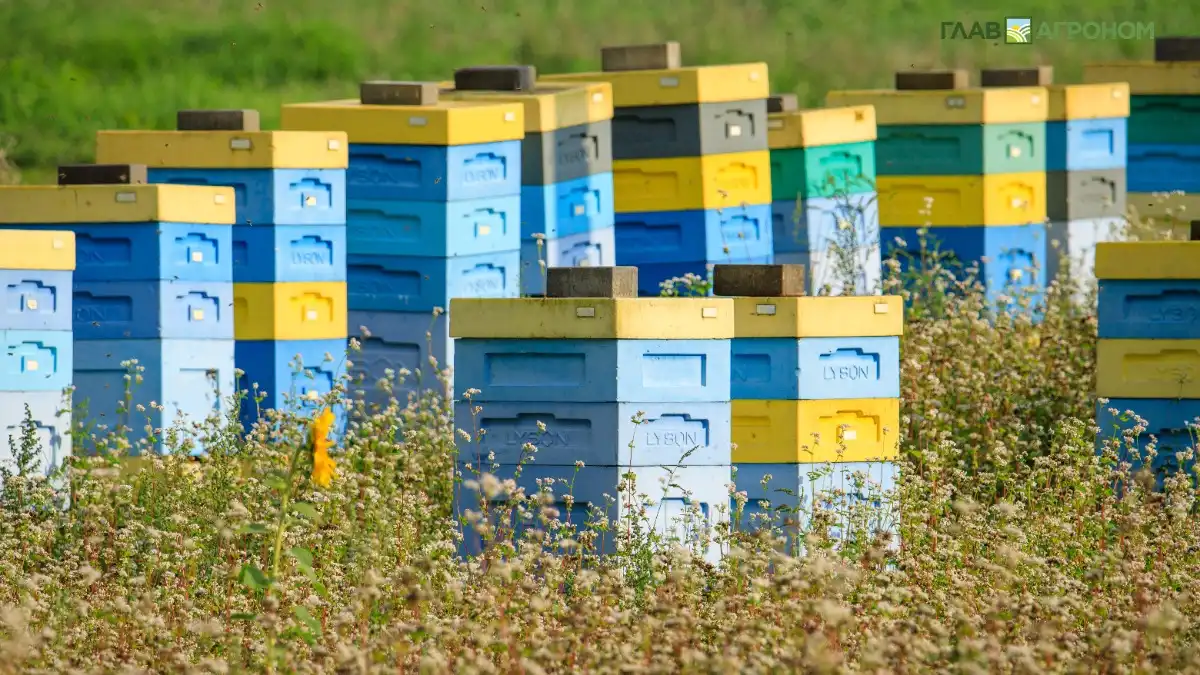 Фото:© Виталий Рыбалко / Glavagronom.ruПензенский суд взыскал с фермера в пользу пчеловодов более 65 млн рублей за гибель пчёл