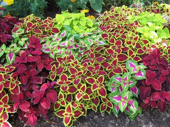 Крапивка, которая затмит розы: история колеуса, его секреты и пошаговая инструкция, как сохранить этот яркий огонь на подоконнике до весны