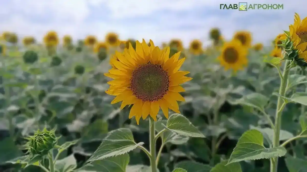Фото:© Артем Борисов / Glavagronom.ruНа Дону значительно снизилась урожайность подсолнечника