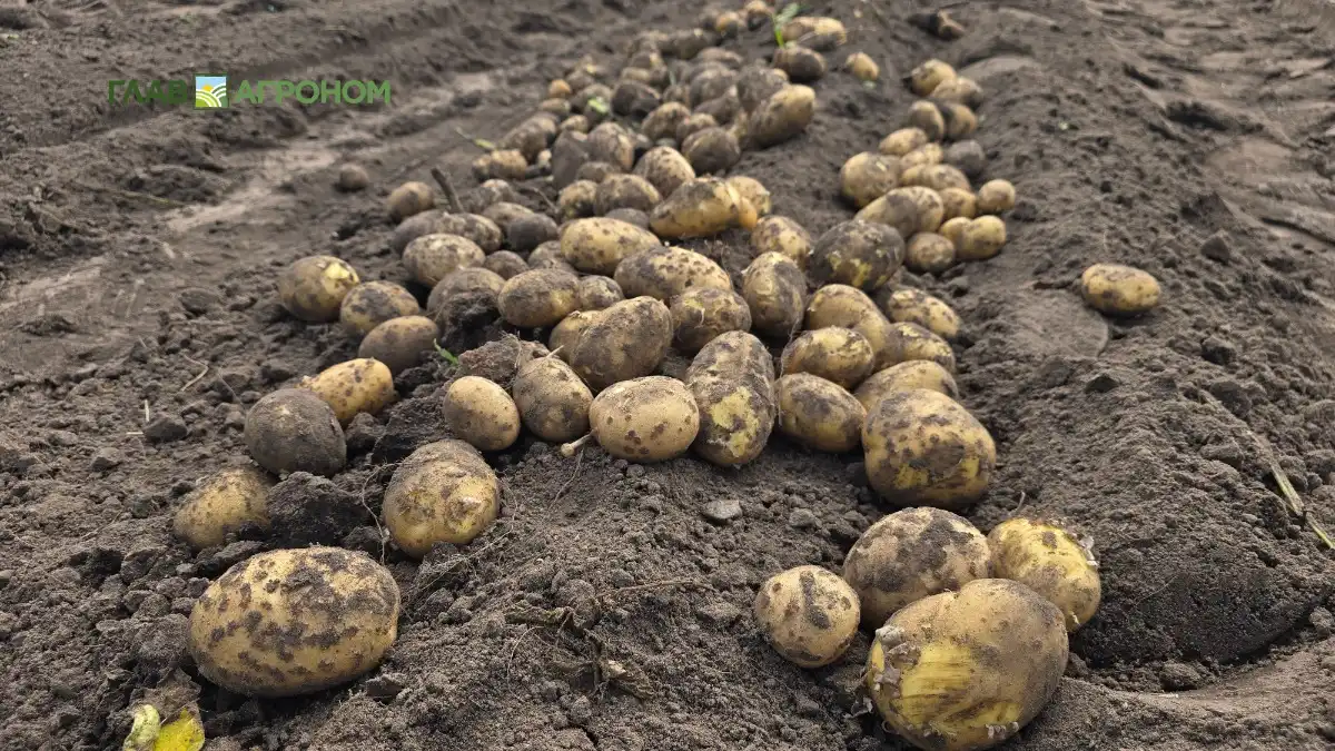Фото:© Владимир Исаенко / Glavagronom.ruВ Картофельном Союзе заявили о небывалом урожае в 2025 году