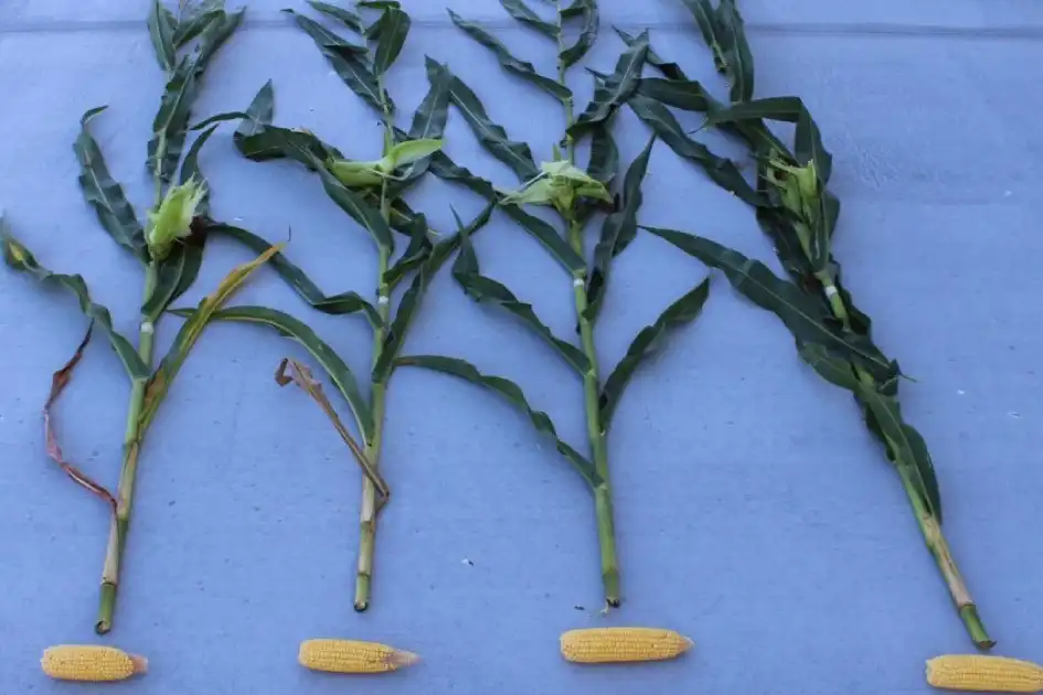 Химики МГУ создали новое высокоэффективное удобрение (источник: пресс-служба МГУ)
