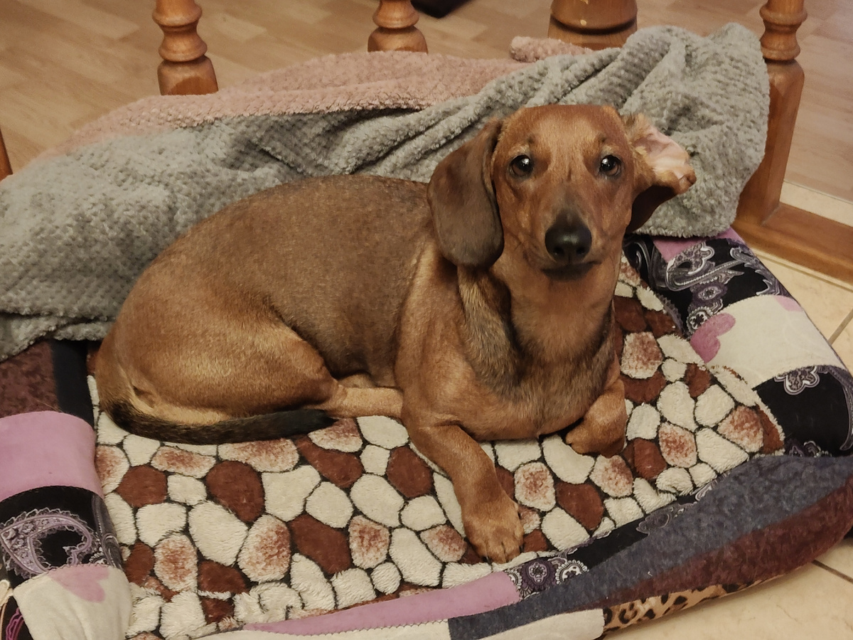 Лежанка таксы Алисы