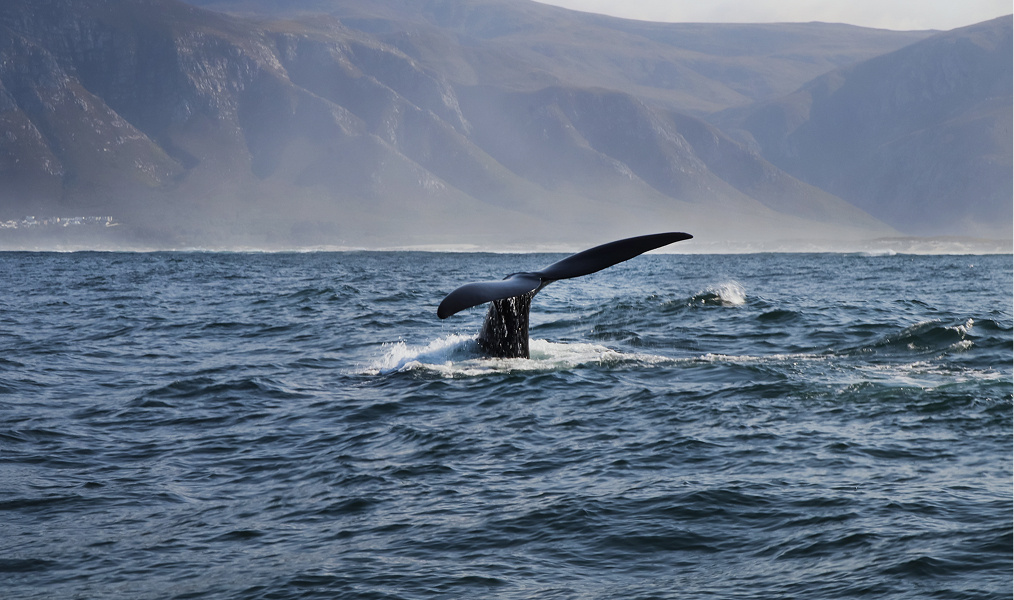 Можно устроить морское сафари с наблюдением за китами и акуламиФото: Sash Mik / Shutterstock.com