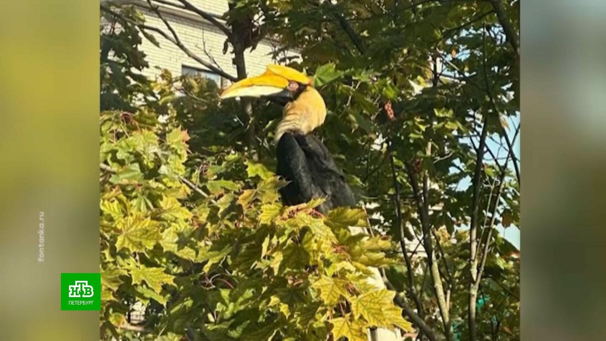      Птица-носорог    улетела из Ленинградского зоопарка