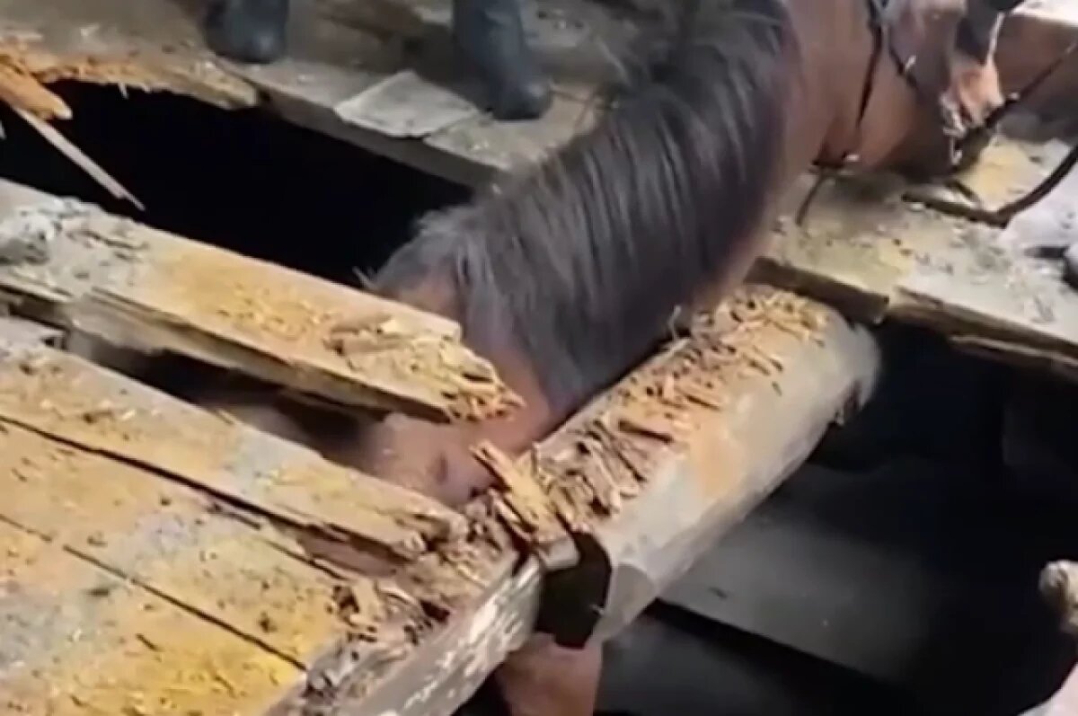    Спасатели освободили лошадь из подвала в Иркутске