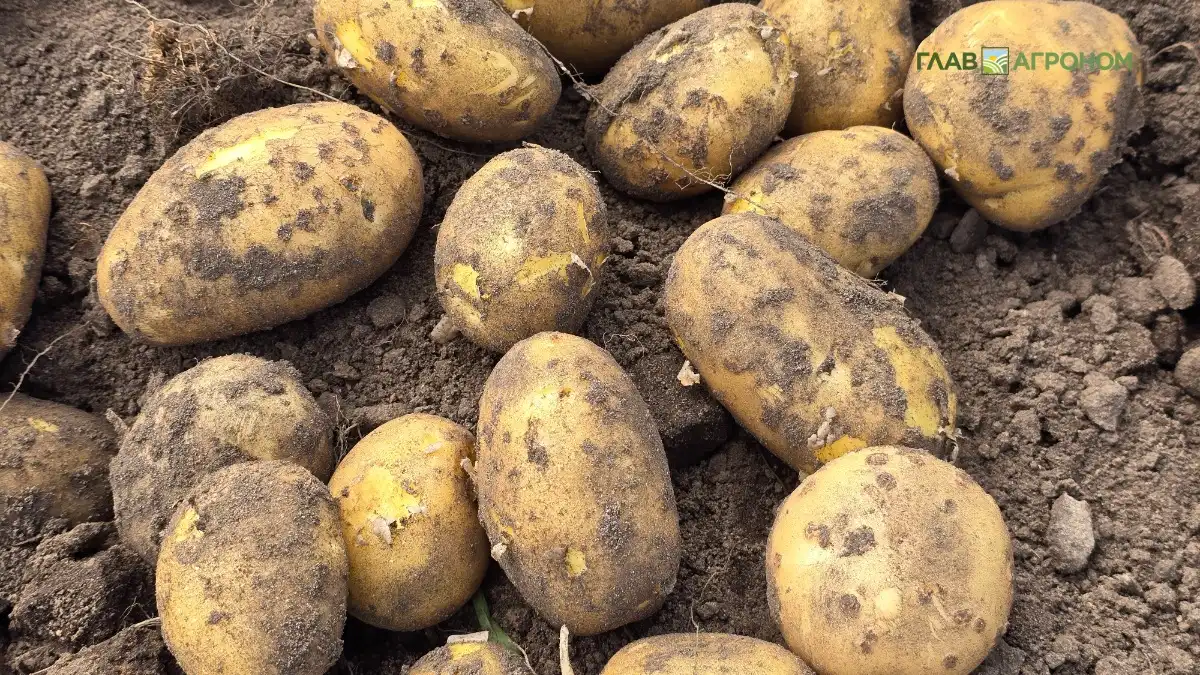 Фото:© Владимир Исаенко / Glavagronom.ruУченые нашли способ выращивать картофель в суровых условиях