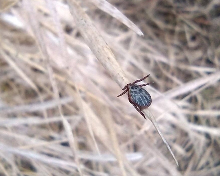     В Курской области количество заболевших боррелиозом увеличилось до 56