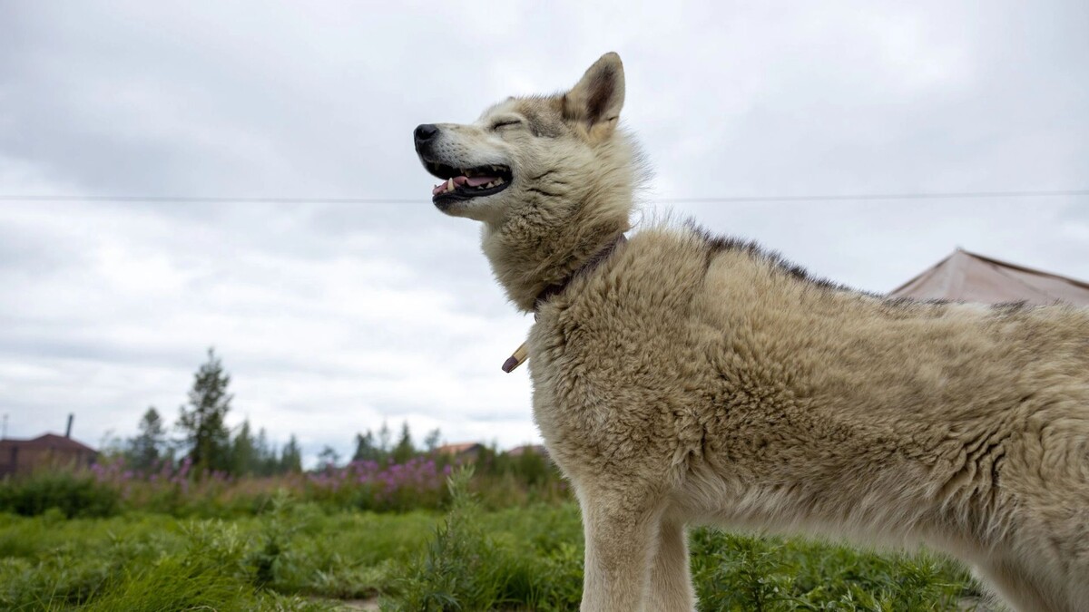    Фото: Федор Воронов/«Ямал-Медиа»