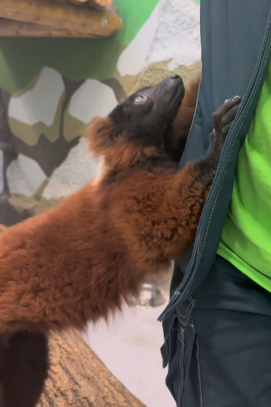    © Пермский зоопарк