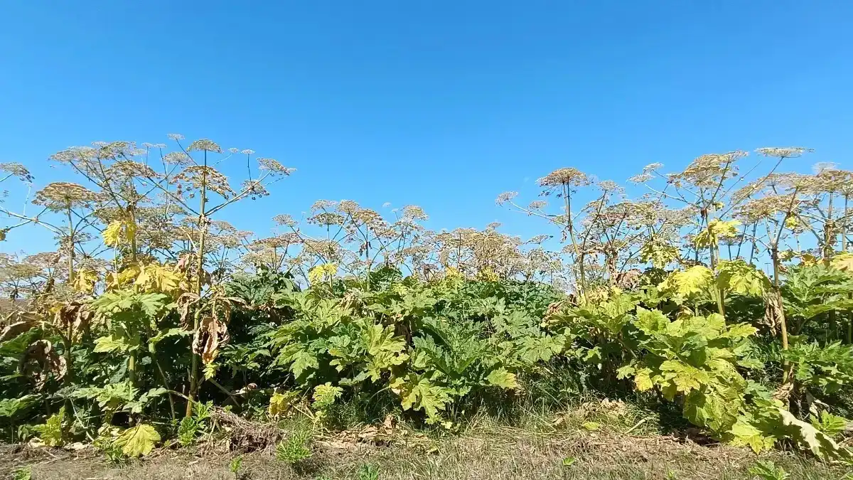 Фото:© Ирина Борисова / Glavagronom.ruУченые назвали самый экологичный и эффективный способ борьбы с борщевиком