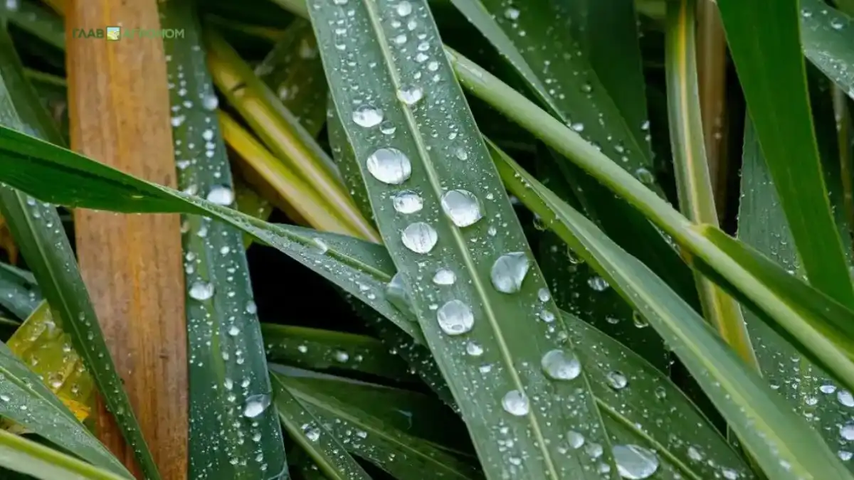 Фото:© Владимир Исаенко / Glavagronom.ruУченые обнаружили химические вещества, которые влияют на открытие устьиц