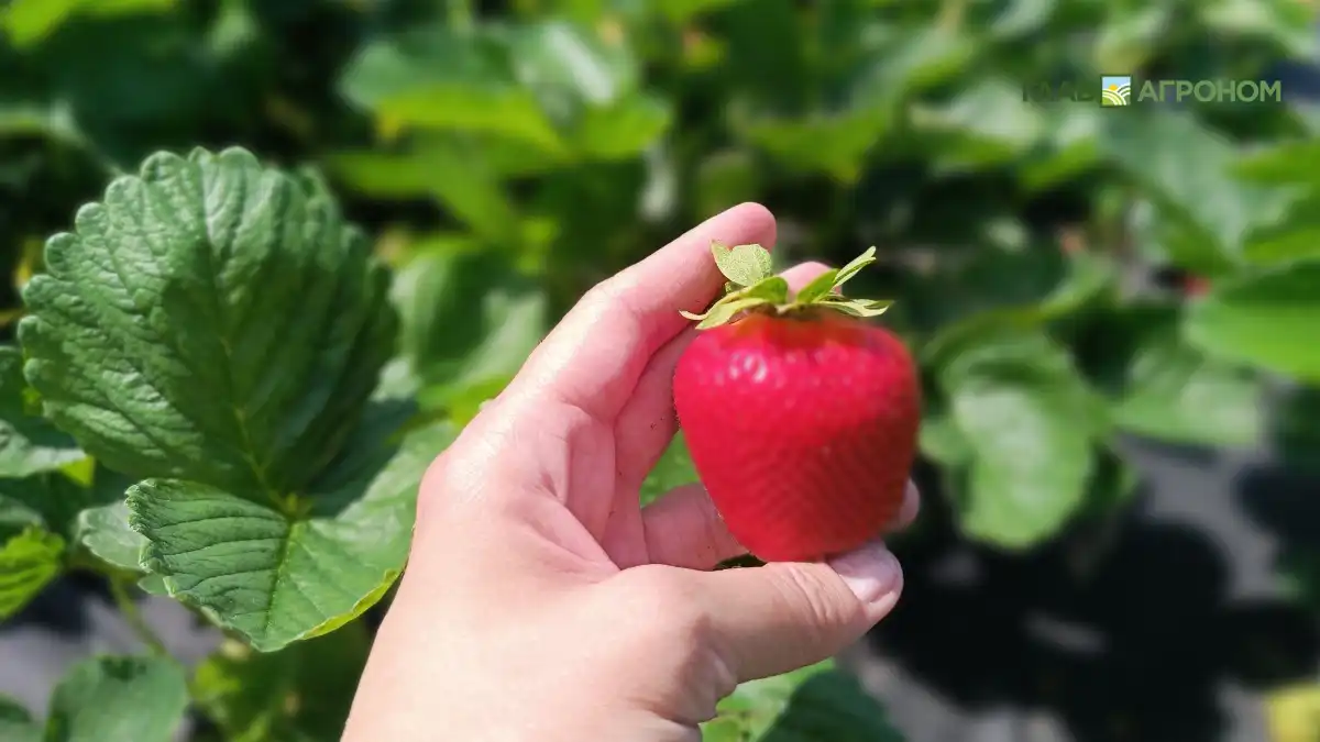 Фото:© Артем Борисов / Glavagronom.ruСорта садовой земляники, лучшего всего подходящие для выращивания в Новосибирской области