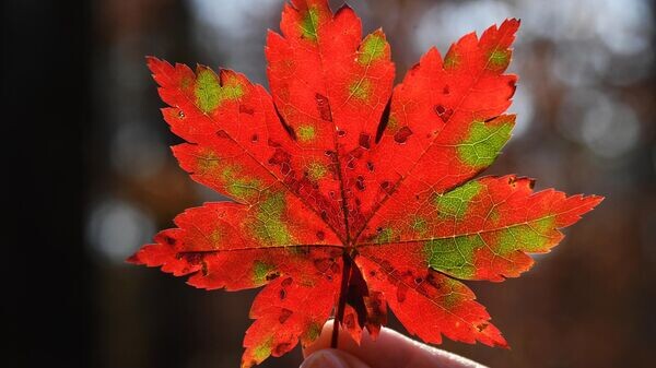    © Sputnik / Виталий Аньков