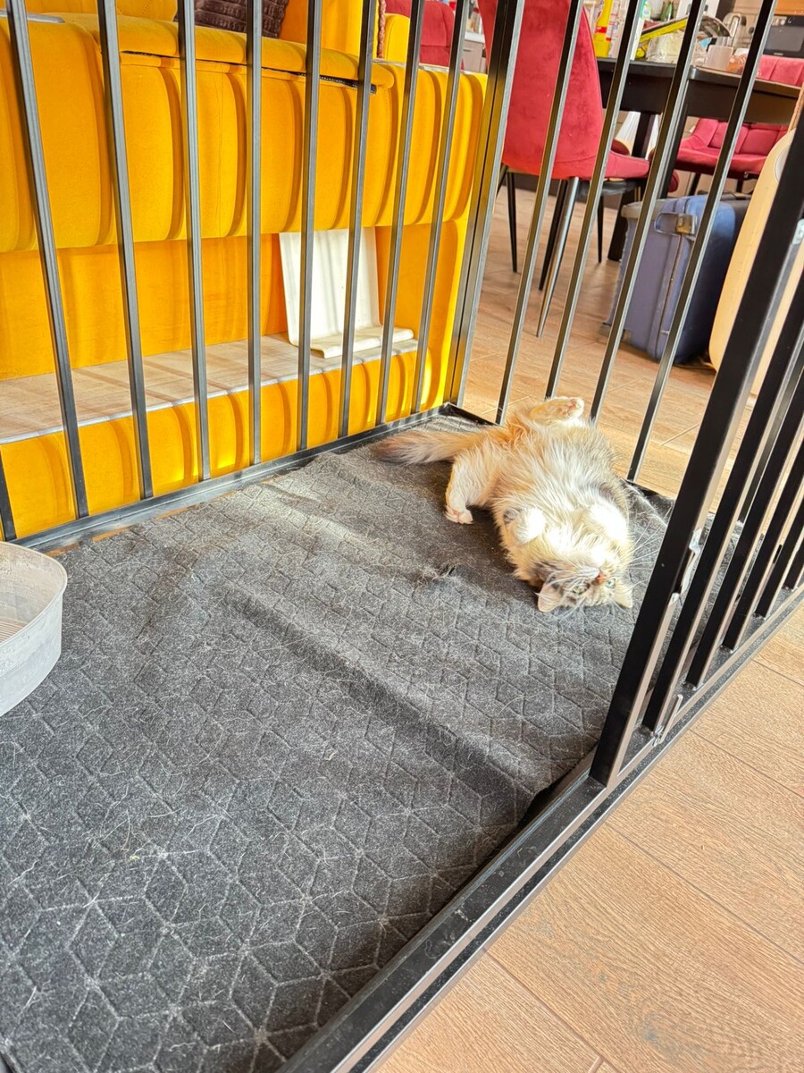 А вот Масе клетка не нужна :-)