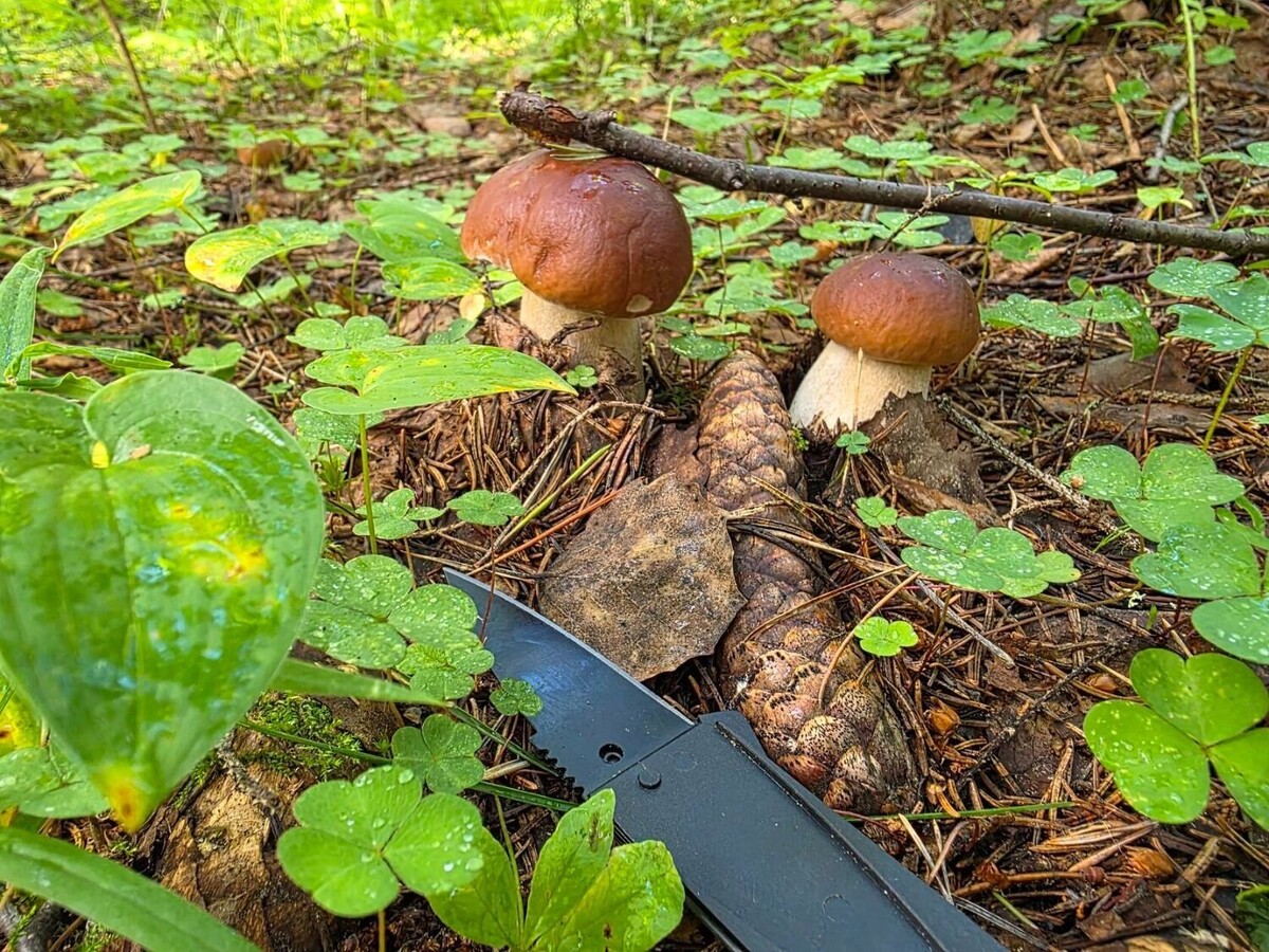     Источник: forum.toadstool.ru