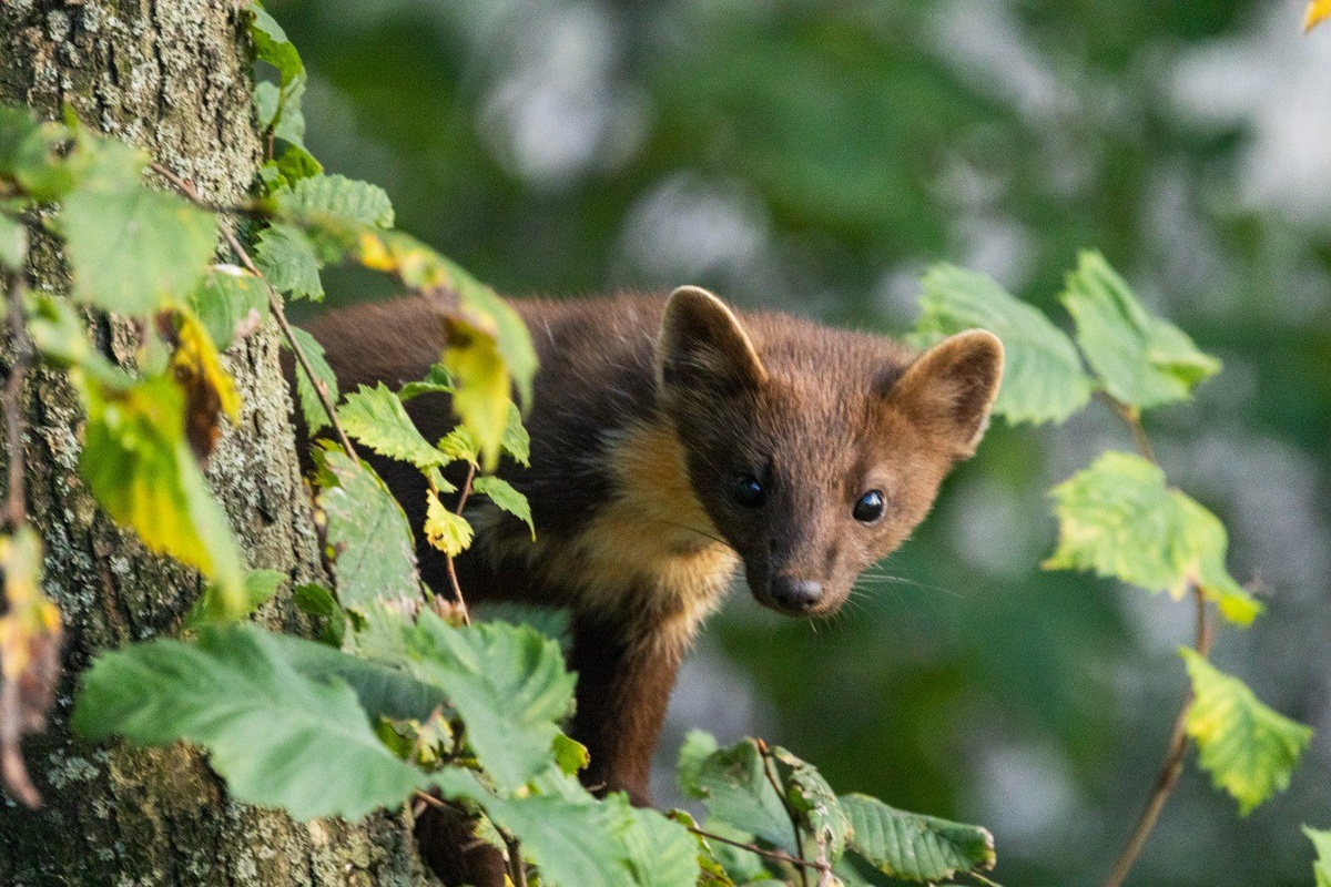 © Telegram/Каждой твари по паре/ Ольга Трусова
