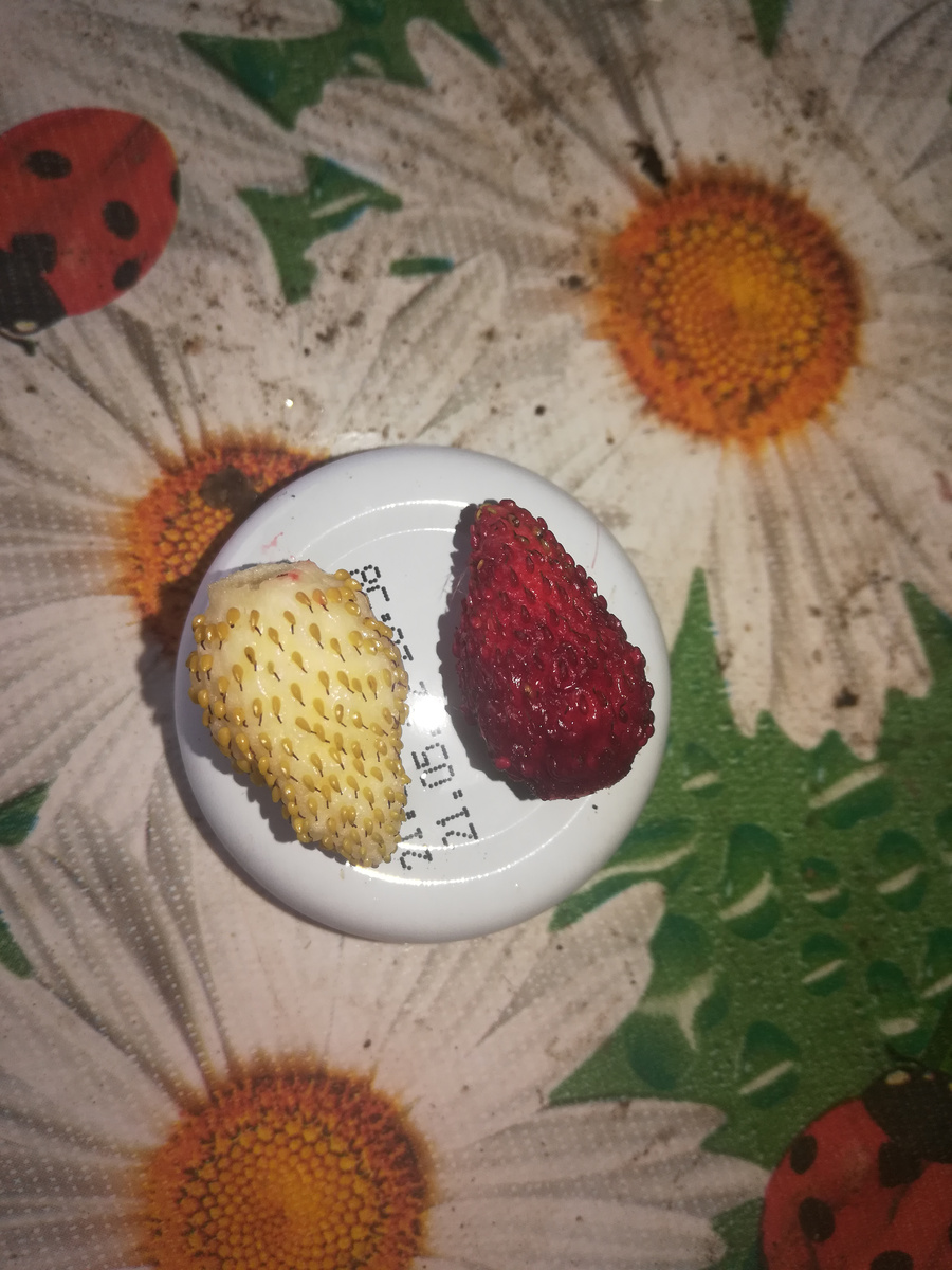 Сорт Ксюша и Желтое чудо.