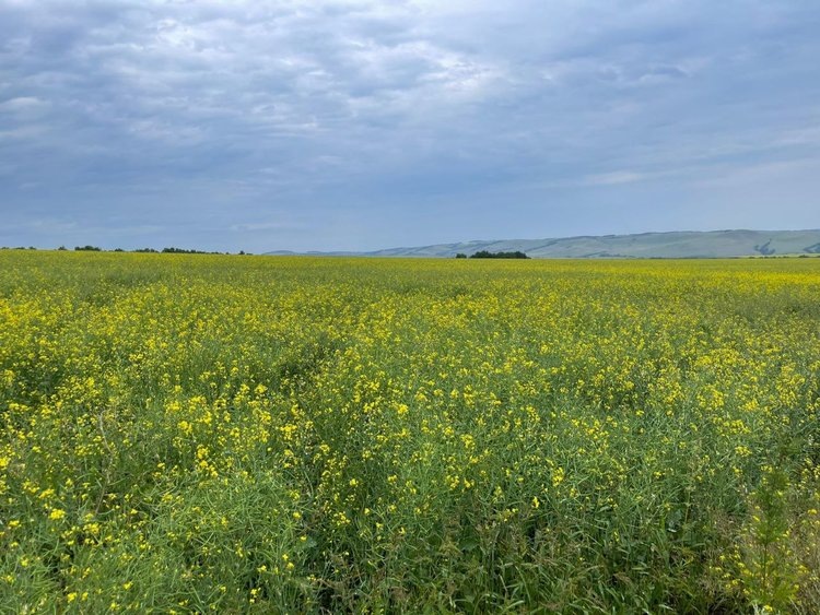    Сорт рапса Форпост КЛ стал самым популярным в Красноярском крае