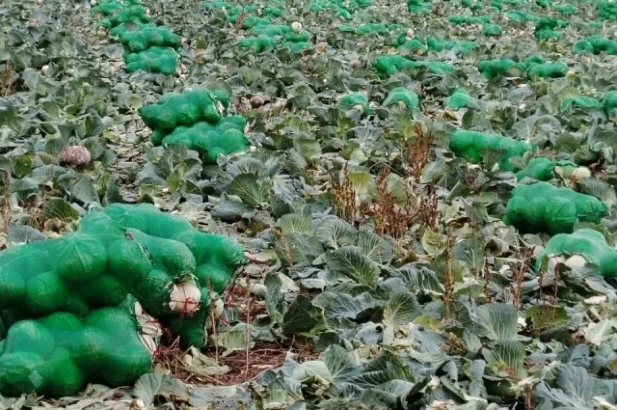    В Якутии запасено 96% сена для зимовки скота и лошадей