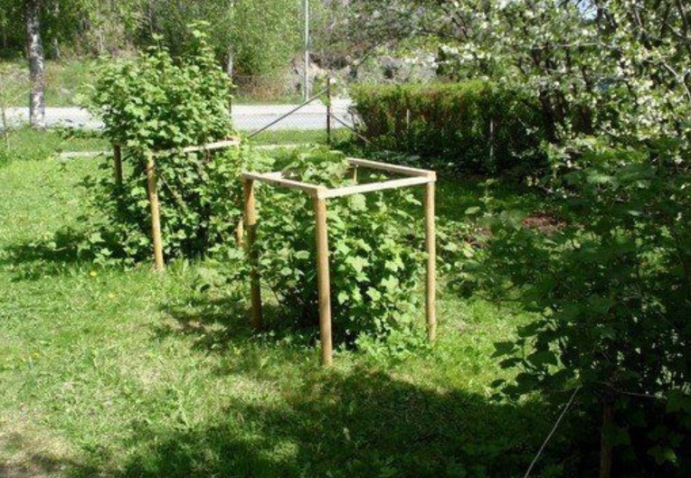 Деревянный кустодержатель