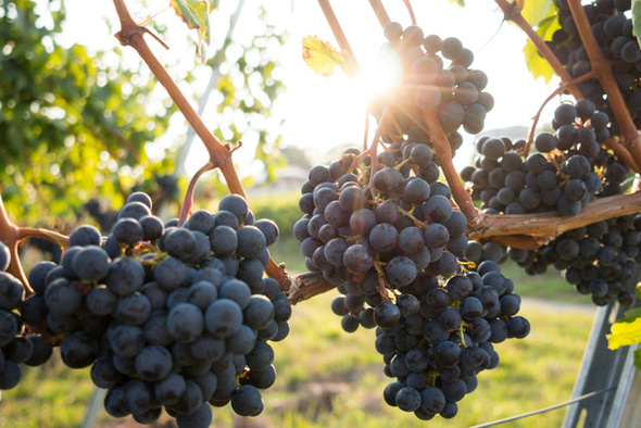     David Köhler/Unsplash