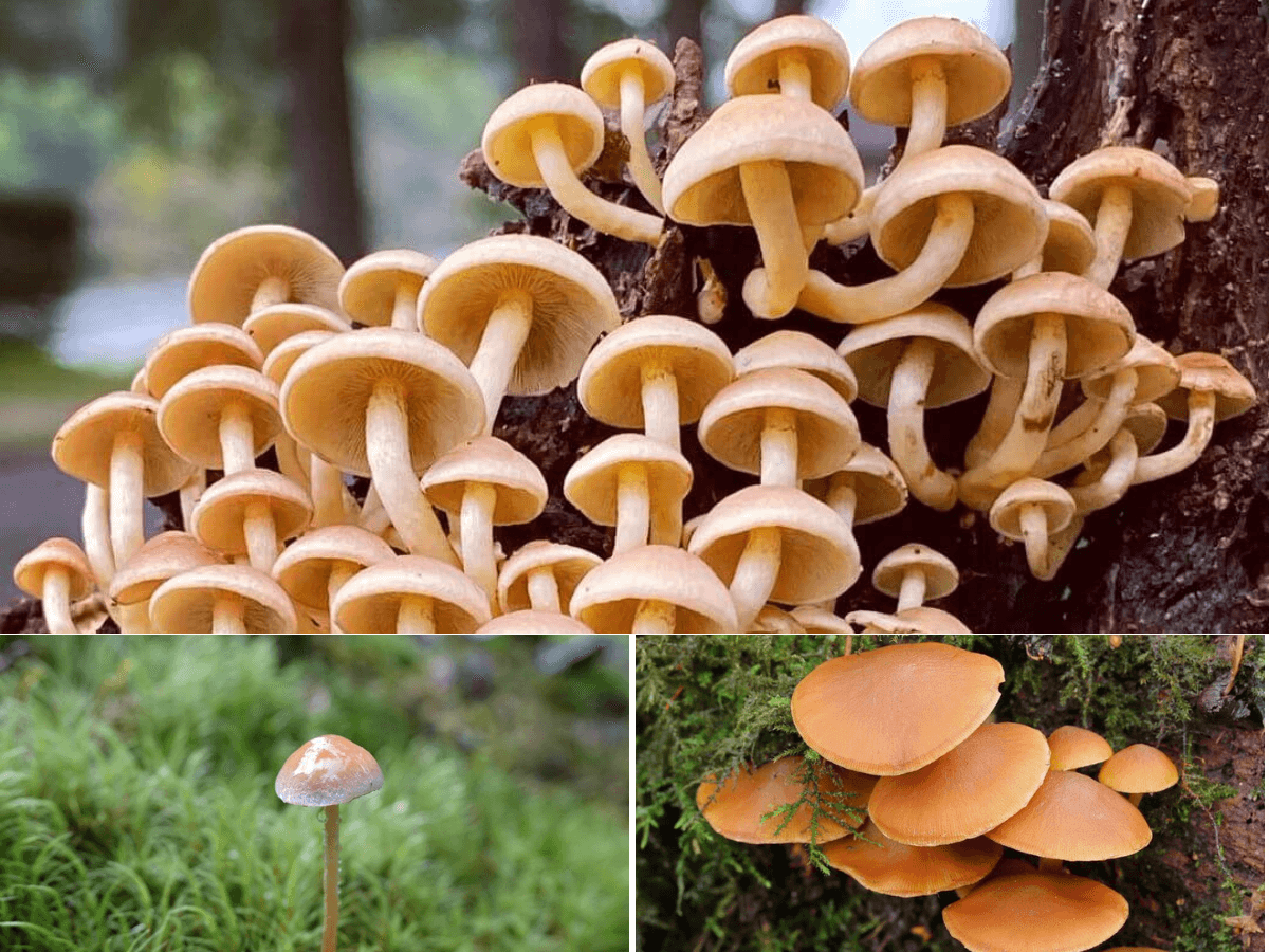 Источник: https://leso-vichok.ru. Ложные опята.