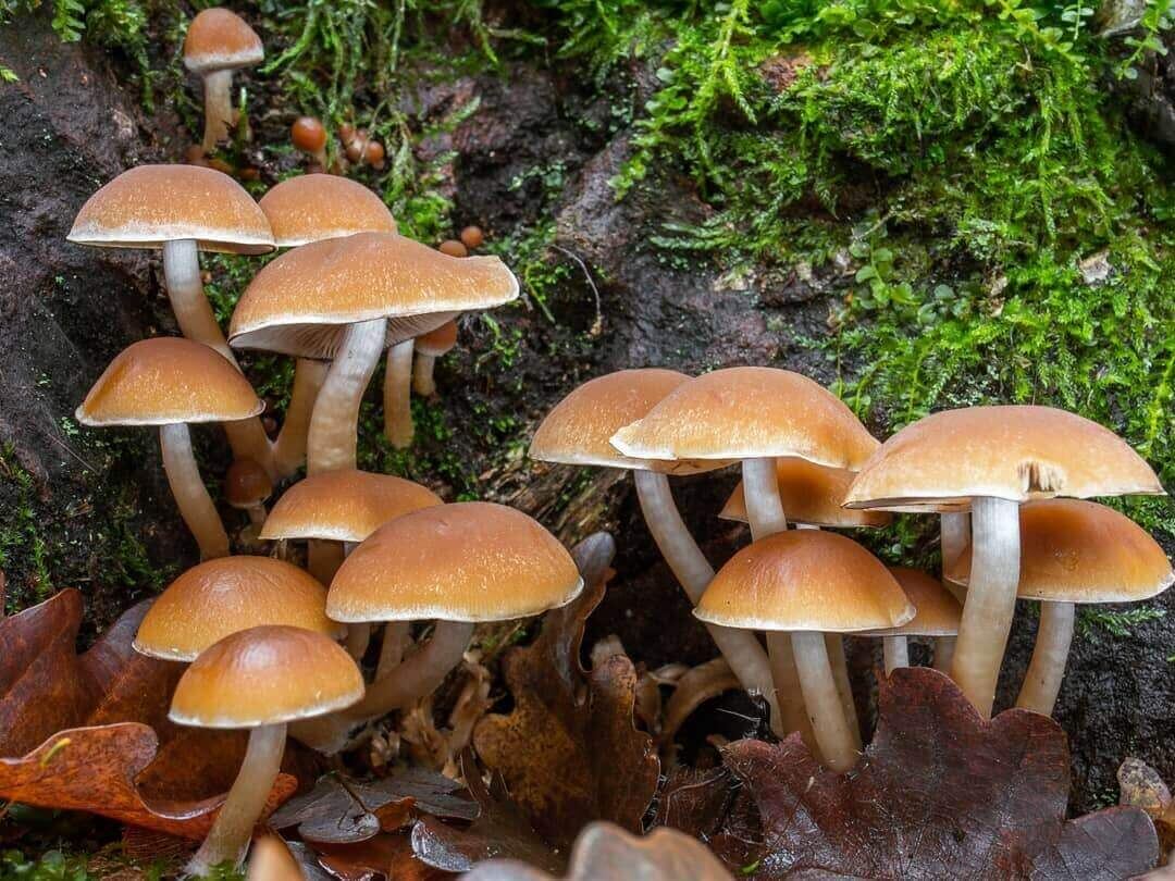 Источник: https://leso-vichok.ru. Ложный опенок водянистый.