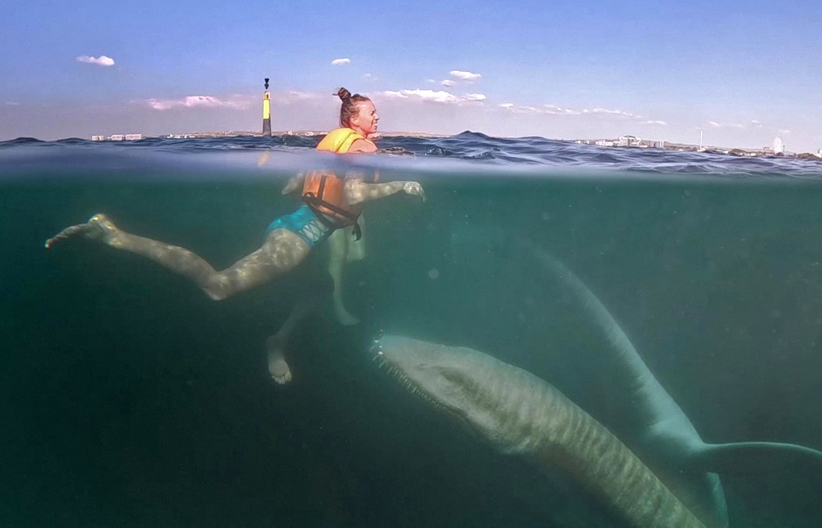 Морские змеи - это плезиозавры?