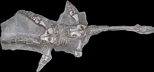 Скелет талассиодракона.