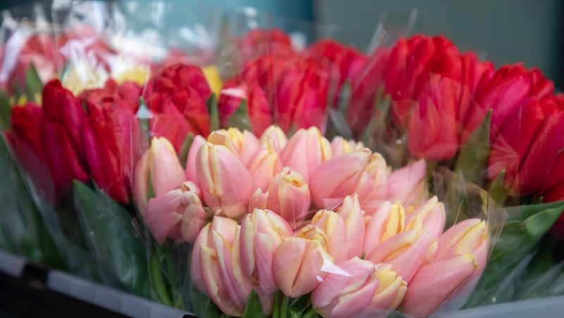      Фото: Дмитрий Ахмадуллин / / ИА «Победа26»