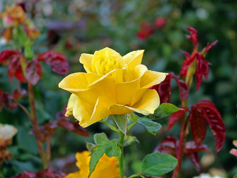 Моя любимая Керио, цветет до ноября))