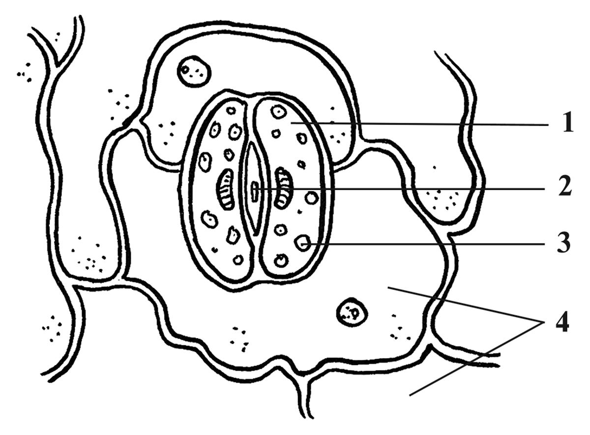 Строение устьиц разобрано на сайте по ссылке: кликай ниже
