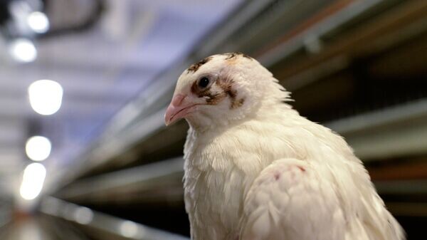    © Sputnik / Сергей Пятаков