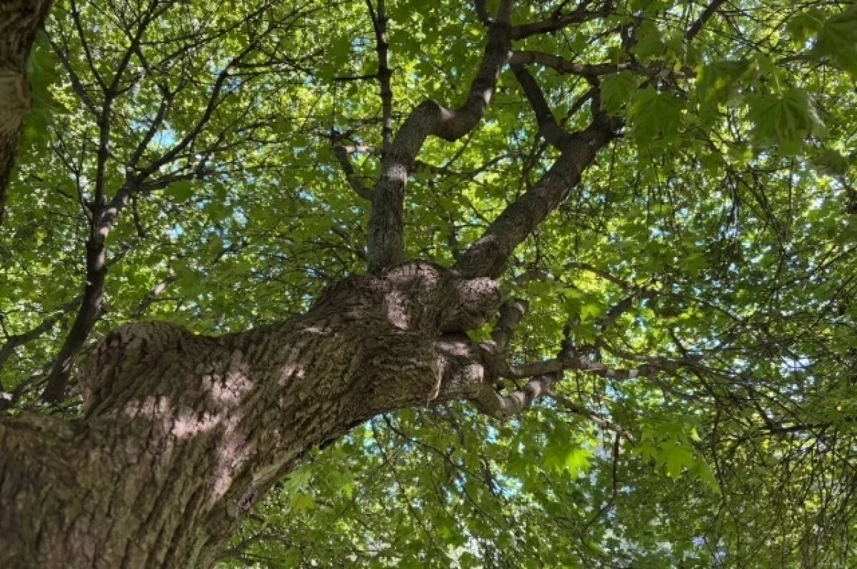   Во Франции 55 голых студентов обнаружены привязанными к деревьям в лесу