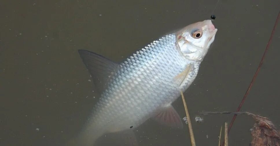 Фото с просторов интернета 