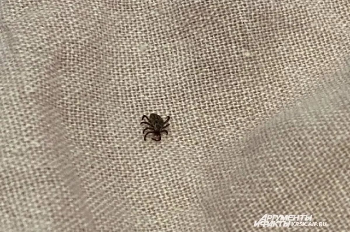    В Красноярском крае назвали число заболевших энцефалитом в 2025 году