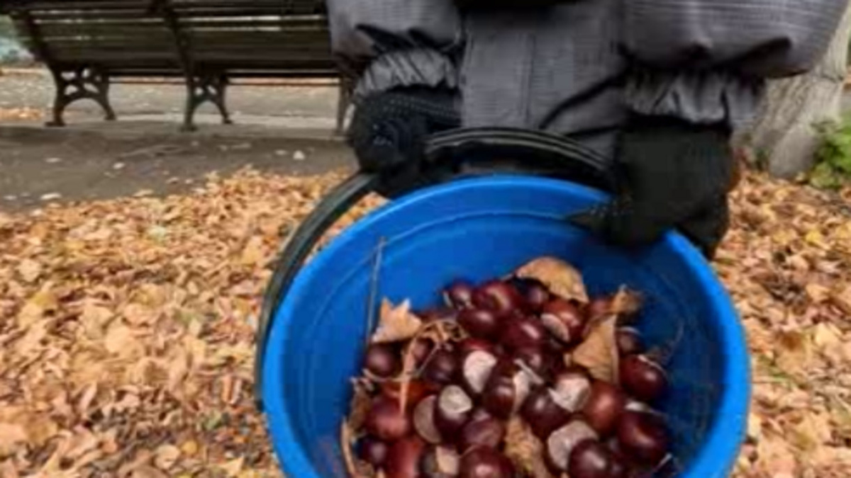    Вместе с лесничеством юные экологи собирают каштаны в Курской области