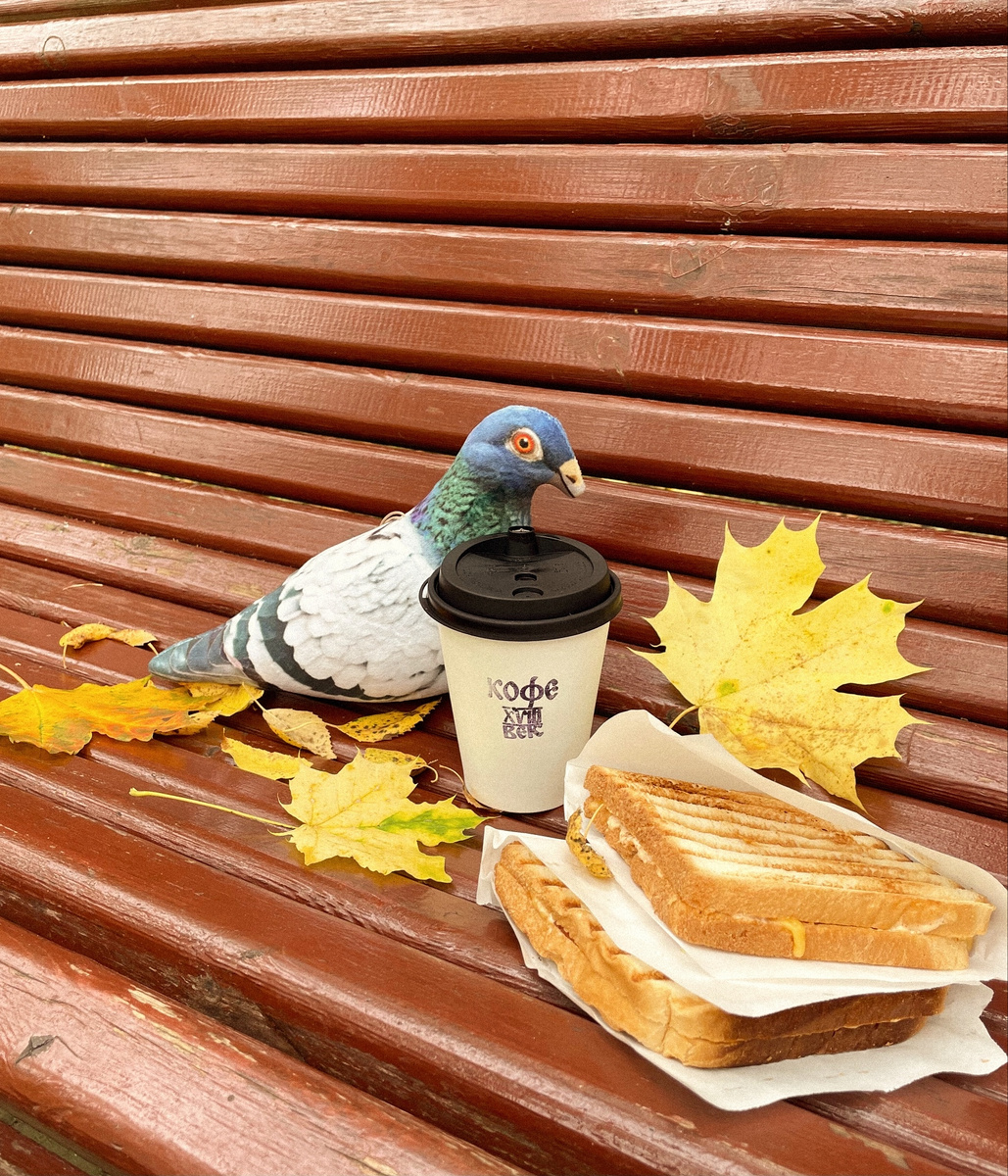 Одинокий голубь на карнизе за окном грустит в преддверии выставления первых итоговых оценок в четверти... 